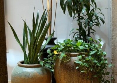 Healthy Indoor Plants